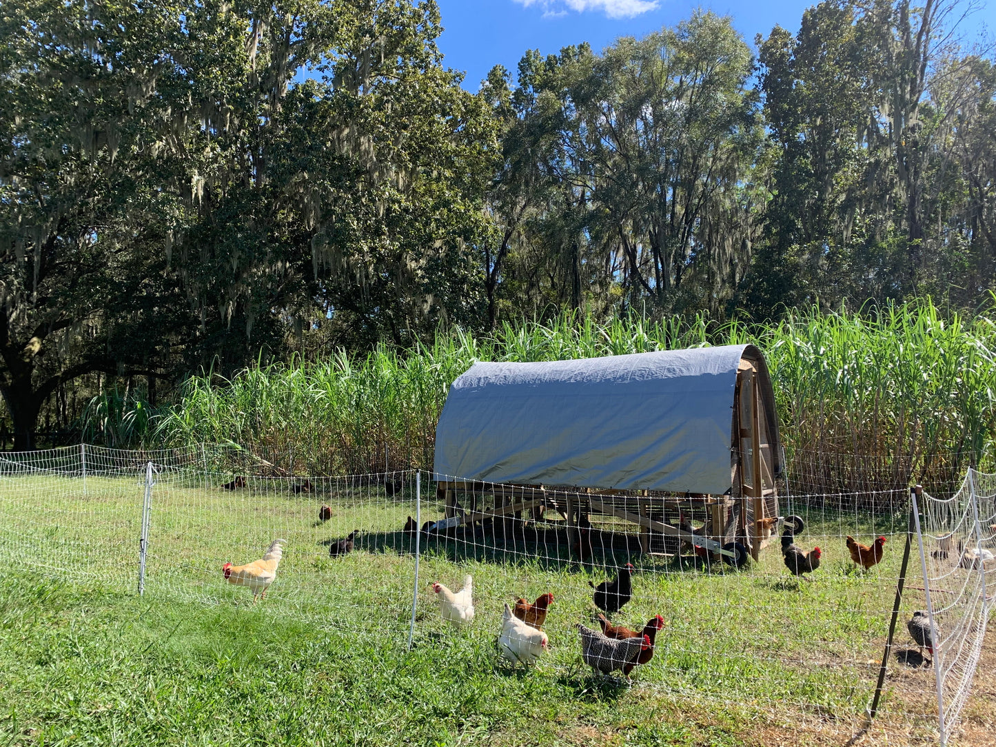 Pastured Raised Eggs - Corn and Soy Free