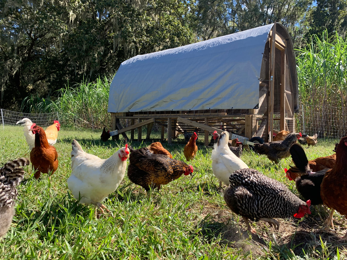 Pastured Raised Eggs - Corn and Soy Free