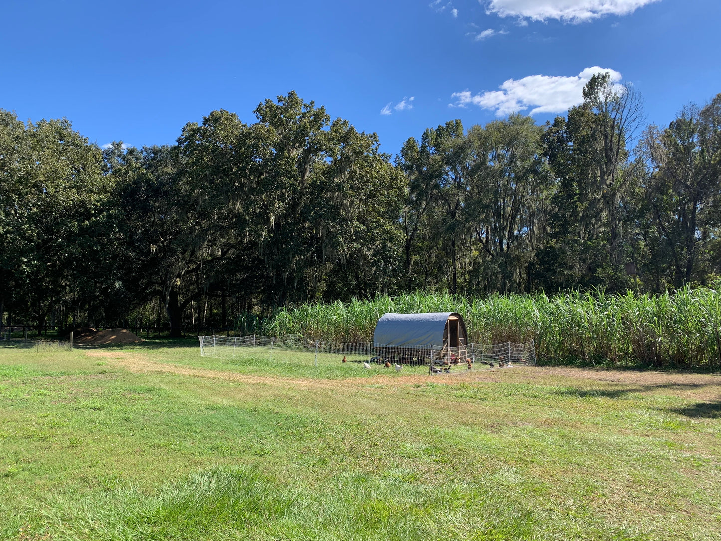Pastured Raised Eggs - Corn and Soy Free
