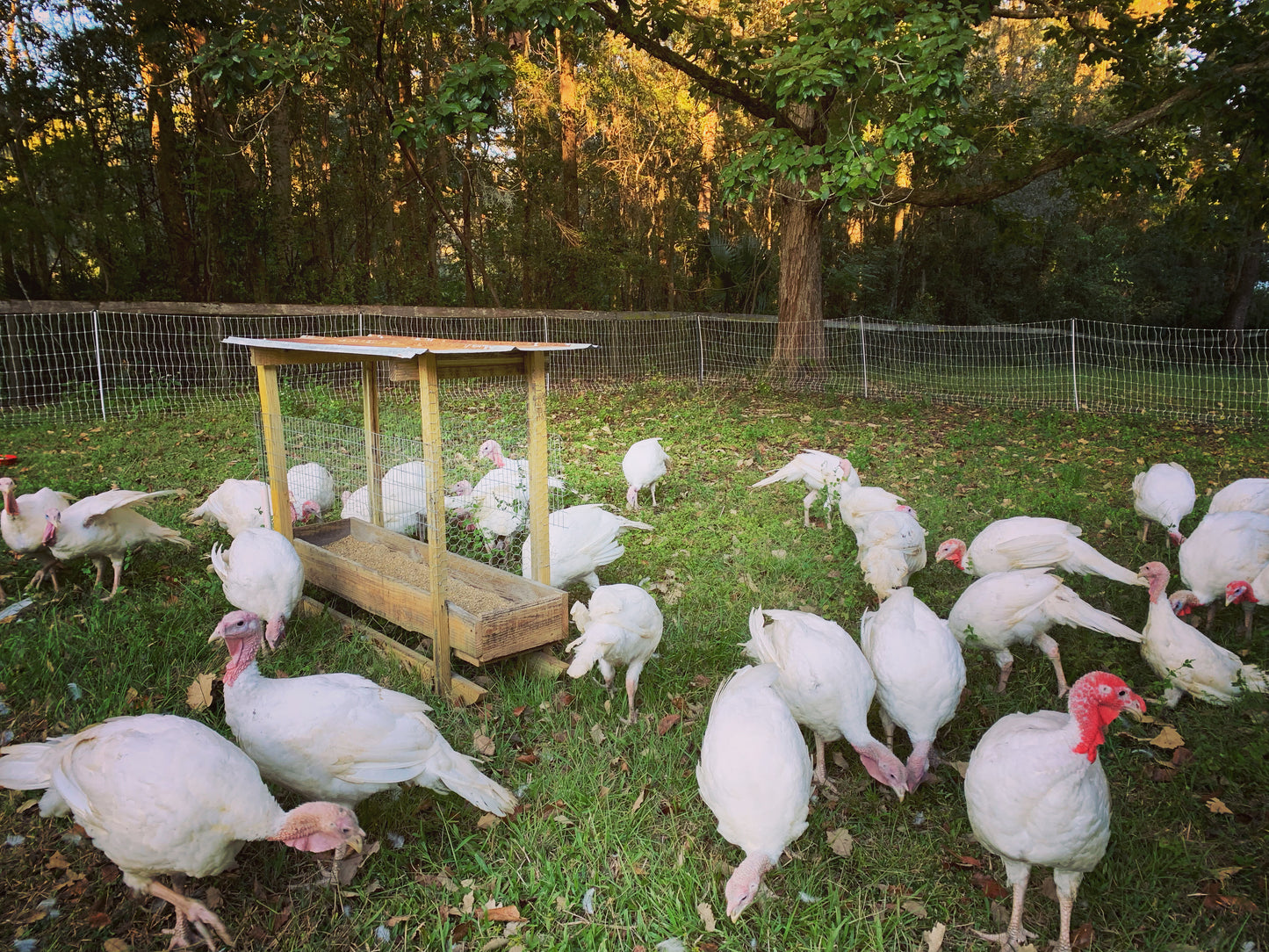 Pasture Raised Turkey Thighs