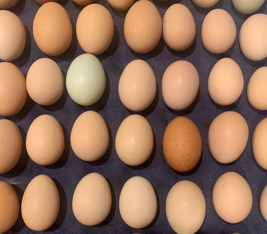 Pastured Raised Eggs