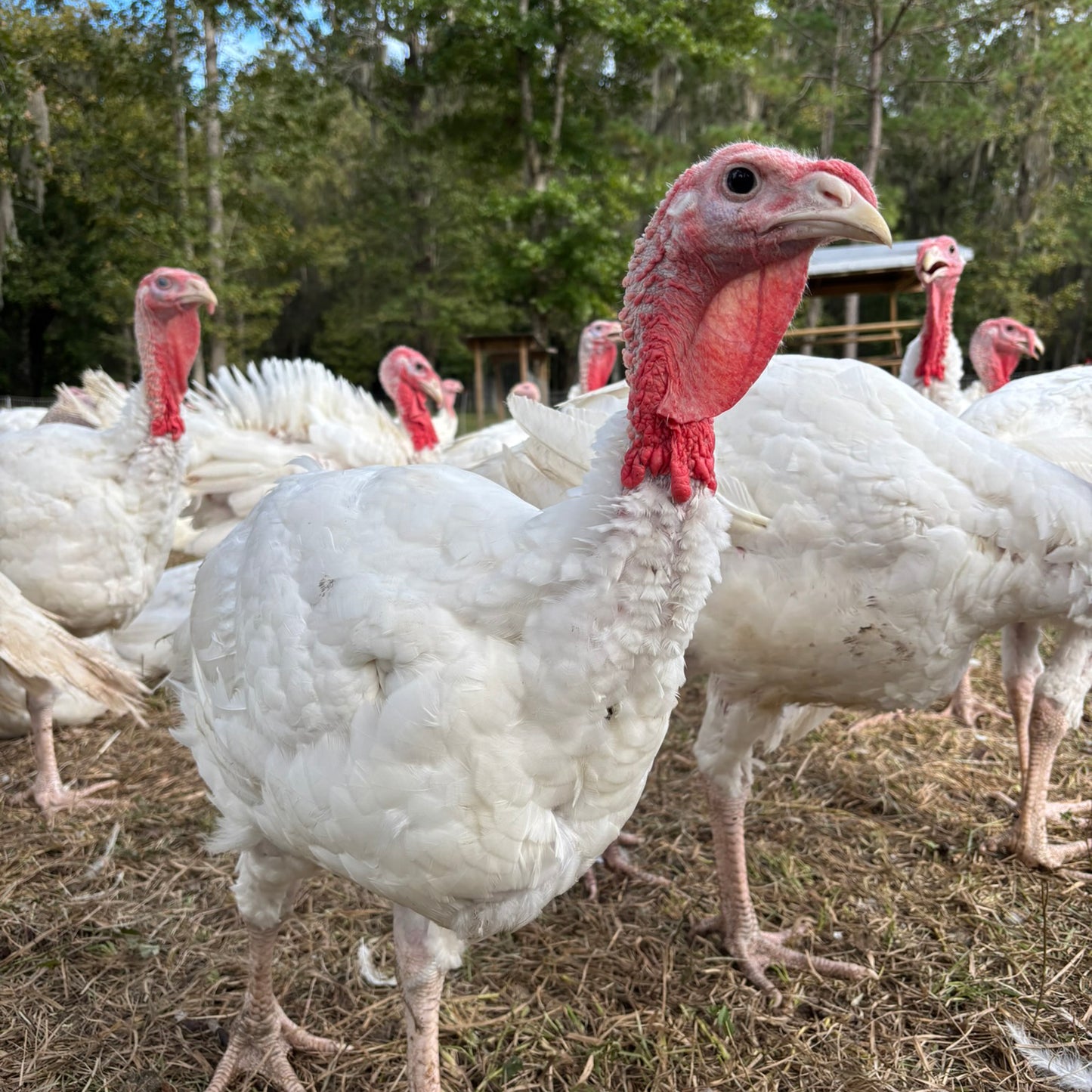 Pasture Raised Turkey Thighs